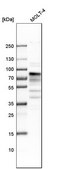 Anti-MSL2 antibody produced in rabbit Prestige Antibodies® Powered by Atlas Antibodies, affinity isolated antibody, buffered aqueous glycerol solution