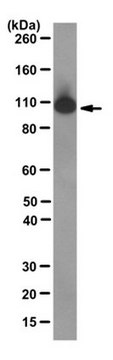 Anti-MSH2 Antibody, clone FE11 clone FE11, from mouse