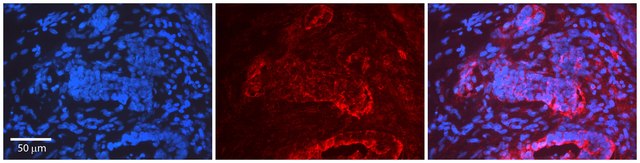 Anti-CDK9, (N-terminal) antibody produced in rabbit affinity isolated antibody