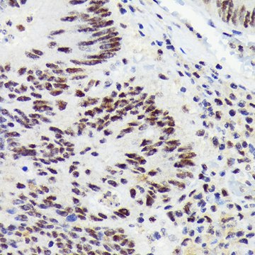 Anti-RNF40 Antibody, clone 8I7R5, Rabbit Monoclonal