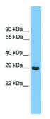Anti-SPIN1 antibody produced in rabbit affinity isolated antibody