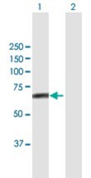 Anti-FBXL4 antibody produced in mouse purified immunoglobulin, buffered aqueous solution