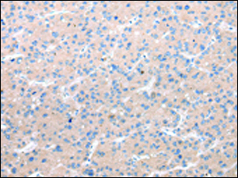 Anti-CHRM5 affinity isolated antibody