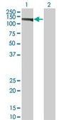 Monoclonal Anti-EIF4ENIF1, (C-terminal) antibody produced in mouse clone 2C4, purified immunoglobulin, buffered aqueous solution