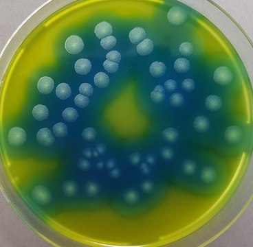 GranuCult&#174; PEMBA (Polymyxin Pyruvate Egg yolk Mannitol Bromothymolblue Agar) (base) ISO 21871, Selective Medium for B. cereus