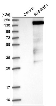 Anti-RAPGEF1 antibody produced in rabbit Prestige Antibodies&#174; Powered by Atlas Antibodies, affinity isolated antibody, buffered aqueous glycerol solution