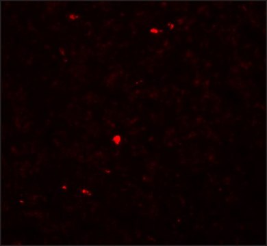 Anti-MOX1 antibody produced in rabbit affinity isolated antibody, buffered aqueous solution