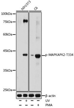 Anti-Phospho-MAPKAPK2-T334 antibody produced in rabbit