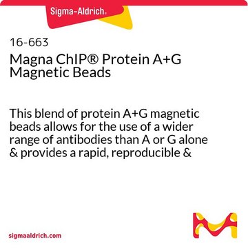 Magna ChIP&#174; Protein A+G Magnetic Beads provides a rapid, reproducible and efficient collection of immunocomplexes for ChIP and RIP assays