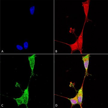 Monoclonal Anti-Notch1 - Atto 488 antibody produced in mouse clone S253-32, purified immunoglobulin