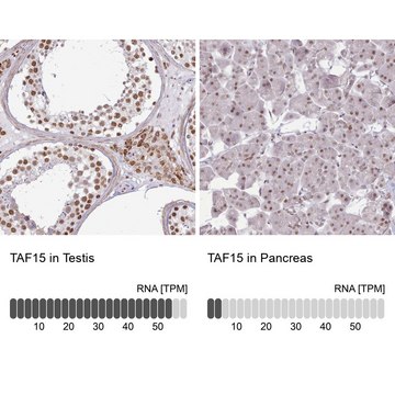 Anti-TAF15 antibody produced in rabbit Prestige Antibodies&#174; Powered by Atlas Antibodies, affinity isolated antibody, buffered aqueous glycerol solution