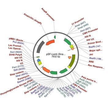 PSF-LENTI - LENTIVIRUS PUROMYCIN CMV PLASMID plasmid vector for molecular cloning