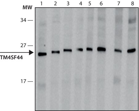 Anti-TM4SF4 antibody, Mouse monoclonal clone TM4SF-11, hybridoma cell culture supernatant