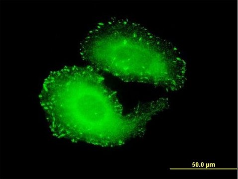 Monoclonal Anti-TNS4 antibody produced in mouse clone 3B8, purified immunoglobulin, buffered aqueous solution