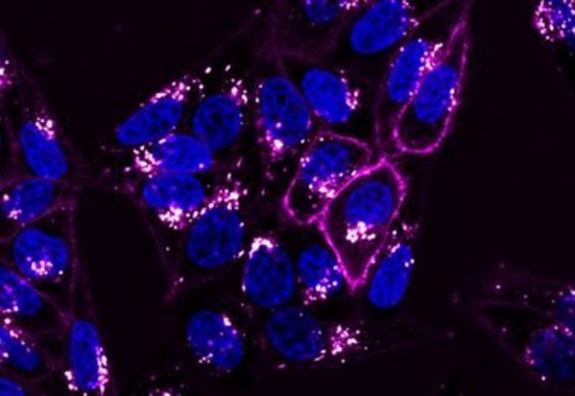 BioTracker NIR680 Cytoplasmic Membrane Dye Live cell imaging lipophilic carbocyanine membrane dye suitable for long-term fluorescent cell labeling and cell tracking studies.