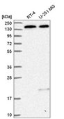 Anti-DHX38 antibody produced in rabbit Prestige Antibodies® Powered by Atlas Antibodies, affinity isolated antibody