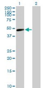 Anti-TARBP2 antibody produced in rabbit purified immunoglobulin, buffered aqueous solution