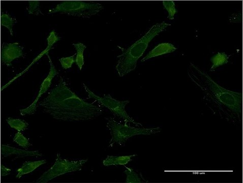 Monoclonal Anti-IRAK4 antibody produced in mouse clone 1C3, purified immunoglobulin, buffered aqueous solution