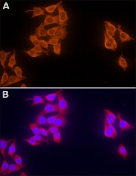 Monoclonal Anti-hFBXW7 小鼠抗 clone FB407, purified from hybridoma cell culture