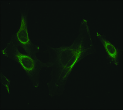 Anti-NUCB2 (C-terminal) antibody produced in rabbit ~1.5&#160;mg/mL, affinity isolated antibody, buffered aqueous solution