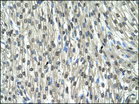 Anti-SHMT2 (AB2) antibody produced in rabbit IgG fraction of antiserum