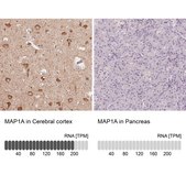 Anti-MAP1A antibody produced in rabbit Prestige Antibodies® Powered by Atlas Antibodies, affinity isolated antibody, buffered aqueous glycerol solution