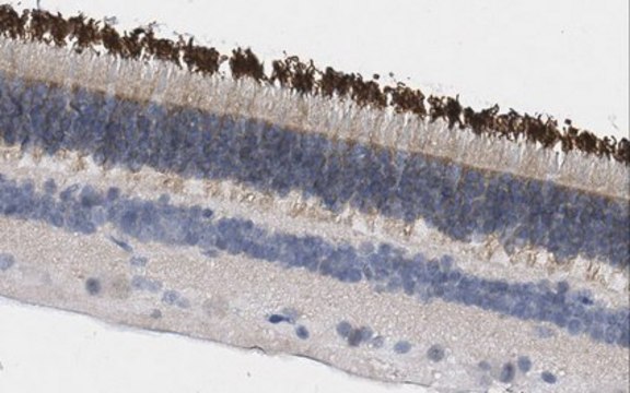 Anti-ABCA4 from rabbit, purified by affinity chromatography