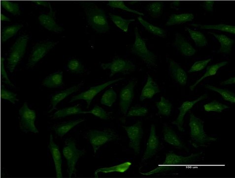 Monoclonal Anti-MAGEB1 antibody produced in mouse clone 3C1, purified immunoglobulin, buffered aqueous solution