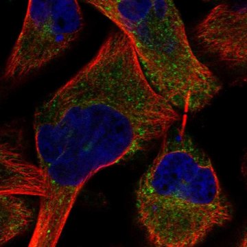 Anti-Prune2 Antibody Produced In Rabbit Prestige Antibodies&#174; Powered by Atlas Antibodies, affinity isolated antibody, buffered aqueous glycerol solution