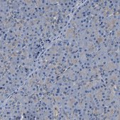 Anti-SH3GLB1 antibody produced in rabbit Prestige Antibodies® Powered by Atlas Antibodies, affinity isolated antibody, buffered aqueous glycerol solution