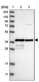 Anti-MRM1 antibody produced in rabbit Prestige Antibodies® Powered by Atlas Antibodies, affinity isolated antibody, buffered aqueous glycerol solution