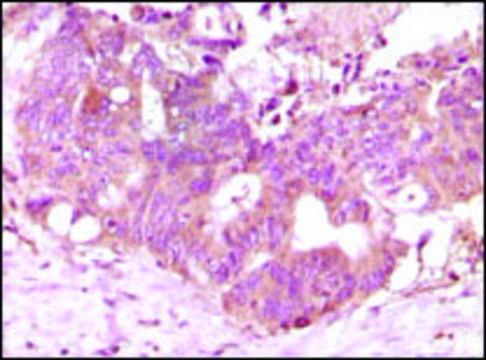 Monoclonal Anti-FGF2 antibody produced in mouse clone 2H5G2C11, ascites fluid