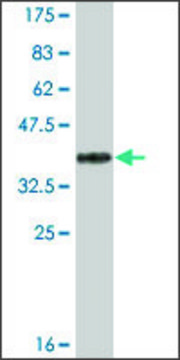 Monoclonal Anti-ACACB antibody produced in mouse clone 1C11, ascites fluid