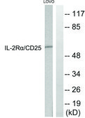 Anti-IL-2R α antibody produced in rabbit affinity isolated antibody