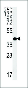 ANTI-MC2R(C-TERMINAL) antibody produced in rabbit affinity isolated antibody, buffered aqueous solution