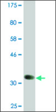 Monoclonal Anti-BMP8B antibody produced in mouse clone 6D6, ascites fluid