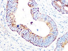 Anti-PDHB antibody produced in rabbit