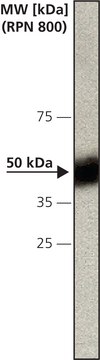 抗-半胱天冬酶12单克隆抗体 大鼠抗 clone 14F7, purified immunoglobulin, buffered aqueous solution