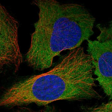 Anti-Inhbc Antibody Produced In Rabbit Prestige Antibodies&#174; Powered by Atlas Antibodies, affinity isolated antibody, buffered aqueous glycerol solution