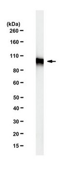 Anti-beta-Catenin Antibody, clone mAb-Cat1 clone mAb-Cat1, from rat