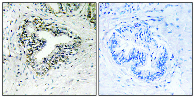 Anti-RPL30 antibody produced in rabbit affinity isolated antibody