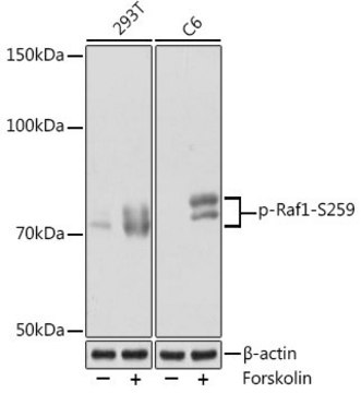 Anti-Phospho-Raf1-S259 antibody produced in rabbit