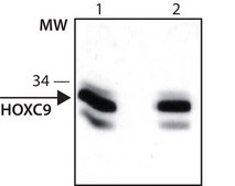 Anti-HOXC9 (C-terminal) antibody produced in rabbit ~1.0 mg/mL, affinity isolated antibody, buffered aqueous solution