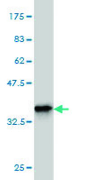 ANTI-TEK antibody produced in mouse clone 2D7, purified immunoglobulin, buffered aqueous solution