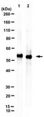 Anti-Legumain/Asparaginyl endopeptidase antibody Clone 6E3