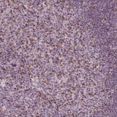 Anti-BTLA antibody produced in rabbit Prestige Antibodies® Powered by Atlas Antibodies, affinity isolated antibody, buffered aqueous glycerol solution