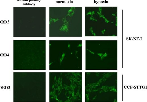 Anti-Dopamine D4 Receptor Antibody, extracellular domain Chemicon&#174;, from rabbit