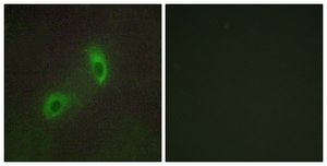 Anti-HGS antibody produced in rabbit affinity isolated antibody
