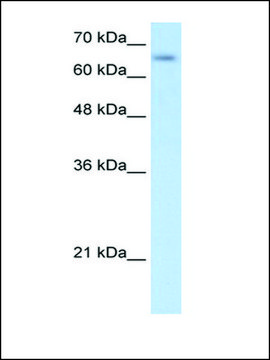 Anti-SLC39A12 antibody produced in rabbit affinity isolated antibody