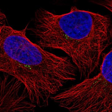 Anti-GRK2 antibody produced in rabbit Prestige Antibodies&#174; Powered by Atlas Antibodies, affinity isolated antibody